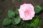     
: IMG_2763.jpg
: 5
:	114.3 
ID:	4440285