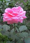     
: IMG_2765.jpg
: 10
:	65.9 
ID:	4440286
