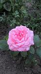     
: IMG_2767.jpg
: 10
:	66.3 
ID:	4440287