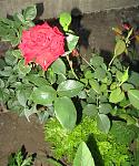     
: IMG_2761.jpg
: 5
:	139.1 
ID:	4440290