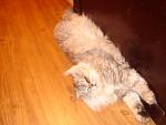     
: DSC02975.jpg
: 8
:	101.1 
ID:	4441059