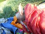     
: DSCN0583.jpg
: 8
:	187.5 
ID:	4442838