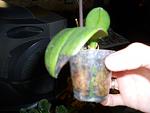     
: DSCN0614.jpg
: 15
:	71.7 
ID:	4443244