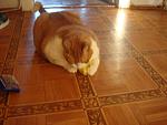     
: DSC03522.JPG
: 7
:	86.0 
ID:	4444792