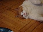     
: DSC03532.JPG
: 7
:	72.8 
ID:	4444800