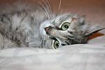     
: IMG_0854.jpg
: 4
:	70.0 
ID:	4451113