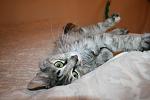     
: IMG_0858.jpg
: 3
:	83.8 
ID:	4451120