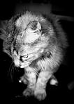     
: IMG_0866.jpg
: 7
:	70.9 
ID:	4451143