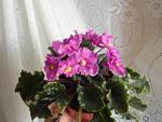     
: DSC04499.jpg
: 1
:	96.4 
ID:	4452599
