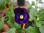     
: DSC04629.jpg
: 2
:	106.1 
ID:	4452602