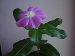     
: DSC04621.jpg
: 3
:	67.5 
ID:	4452616