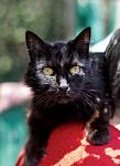     
: IMG_4089.jpg
: 9
:	218.1 
ID:	4452788