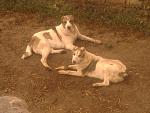     
: Фото-0011.jpg
: 11
:	141.0 
ID:	4452793