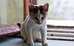     
: IMG_3632.jpg
: 10
:	266.3 
ID:	4452892