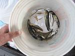     
: IMG_1874.JPG
: 8
:	87.7 
ID:	4456909