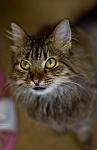     
: IMG_3604.jpg
: 8
:	54.1 
ID:	4460551