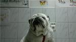     
: 7905ca16edd7.jpg
: 3
:	31.6 
ID:	4466150