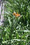     
: IMG_0686.jpg
: 16
:	84.2 
ID:	4472356