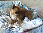     
: IMG_2295.jpg
: 10
:	138.0 
ID:	4472465