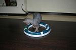     
: DSCN3249.JPG
: 2
:	62.9 
ID:	4473296