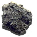     
: 600px-FossileLaudonomphalus_regularis.jpg
: 108
:	88.1 
ID:	4474940