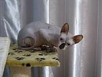     
: P6292755.jpg
: 5
:	91.1 
ID:	4480016