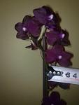     
: 290620121027.jpg
: 9
:	70.5 
ID:	4481287