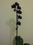    
: 290620121031.jpg
: 6
:	97.0 
ID:	4481288