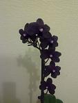     
: 290620121030.jpg
: 5
:	89.7 
ID:	4481289