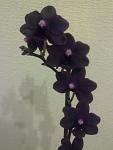     
: 290620121033.jpg
: 5
:	89.6 
ID:	4481290