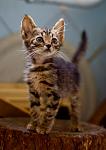     
: IMG_3844.jpg
: 3
:	61.5 
ID:	4485176