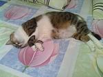     
: 03062012057.jpg
: 4
:	98.2 
ID:	4490243