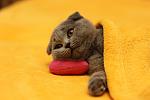     
: IMG_3918.jpg
: 13
:	75.1 
ID:	4494054