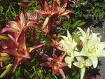     
: DSC08981.jpg
: 6
:	98.1 
ID:	4496361