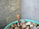     
: DSC02264.JPG
: 17
:	126.1 
ID:	4499278