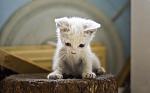     
: IMG_3698.jpg
: 4
:	86.5 
ID:	4514449