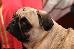     
: IMG_3022.jpg
: 50
:	104.9 
ID:	4514853