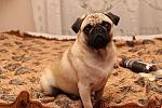     
: IMG_3006.jpg
: 42
:	131.2 
ID:	4514855