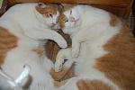     
: DSC_9222.jpg
: 14
:	96.6 
ID:	4516975