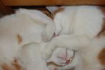     
: DSC_9226.jpg
: 5
:	73.5 
ID:	4517074