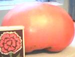     
: IMG0016A.jpg
: 8
:	28.4 
ID:	4523375