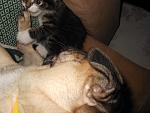     
: DSCN0947.jpg
: 8
:	115.6 
ID:	4523716