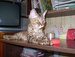     
: P7062386.JPG
: 10
:	160.3 
ID:	4525231