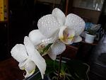     
: 20120609_090137.jpg
: 4
:	84.6 
ID:	4525341