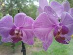     
: 20120626_123836.jpg
: 3
:	102.4 
ID:	4525362