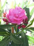     
: 20120702_092506.jpg
: 5
:	105.7 
ID:	4525407