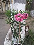     
: 20120710_200537.jpg
: 6
:	149.1 
ID:	4525416