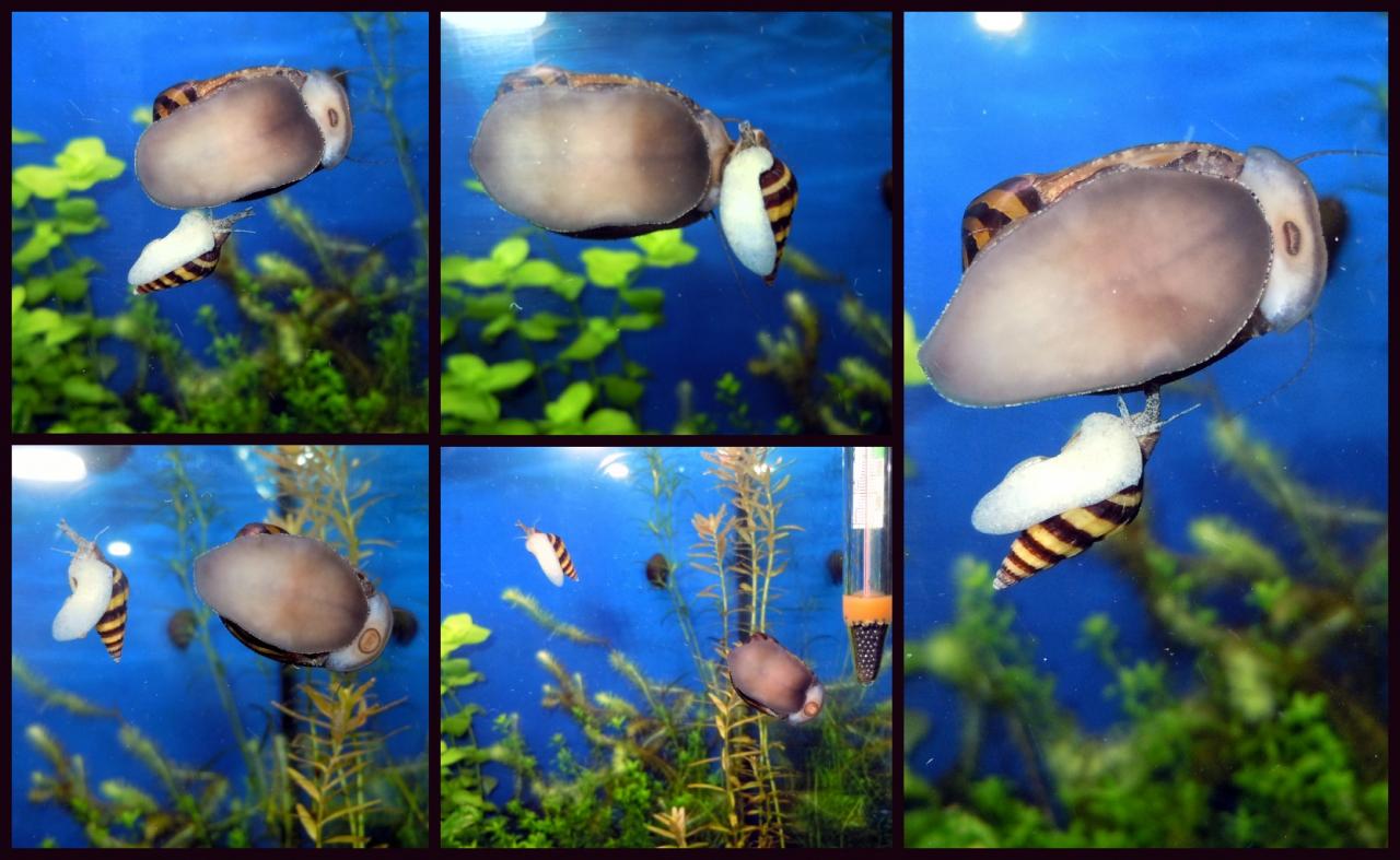     
: PicMonkey Collage1.jpg
: 29
:	120.7 
ID:	4527473