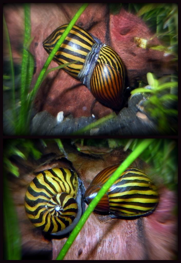     
: PicMonkey Collage2.jpg
: 29
:	94.5 
ID:	4527493
