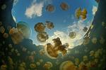     
: ozero-meduz-palau3-620x414.jpg
: 9
:	51.5 
ID:	4532787